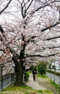 冷泉通の桜（2017年4月5日）