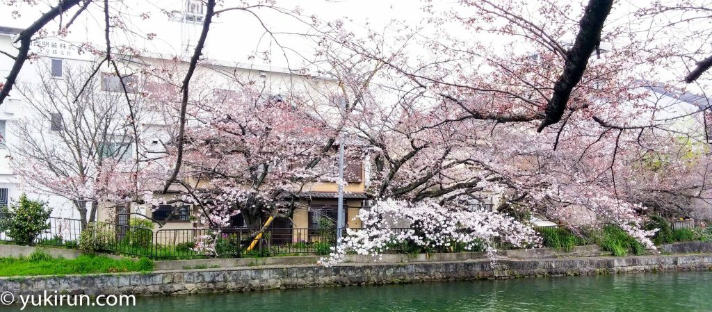 冷泉通の桜（2017年4月5日）