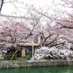 冷泉通の桜（2017年4月5日）
